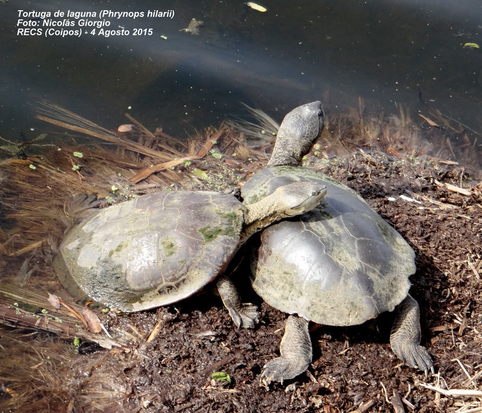 Side-necked turtle