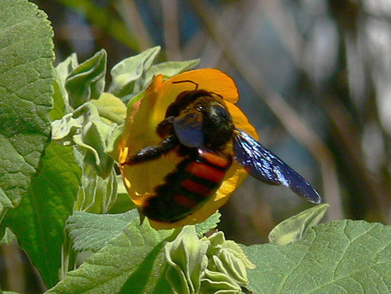 Carpenter bee