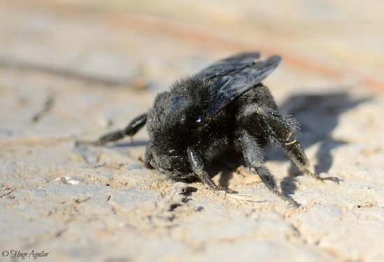 Bumblebee
