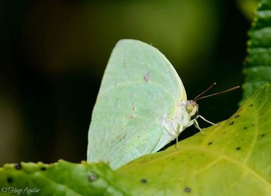 Tailed sulphur