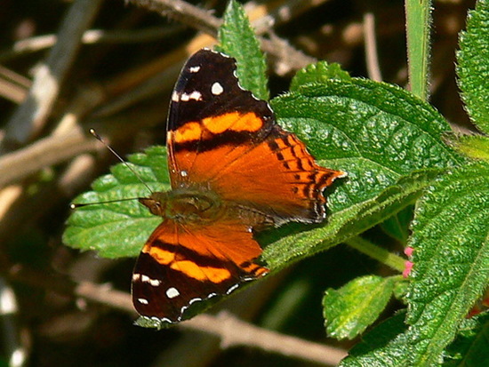 Bella mapwing