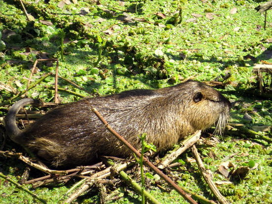 Coypu