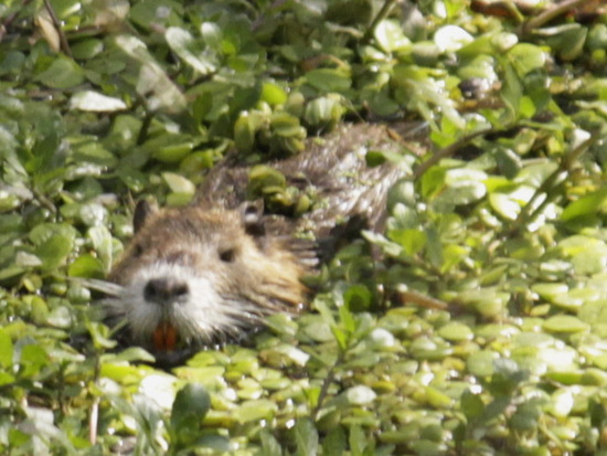 Coypu
