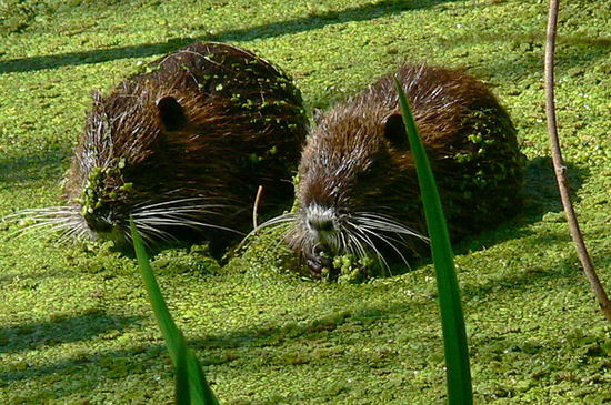 Coypu