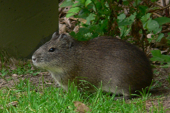 Pampas cavy