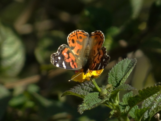 Southamerican lady