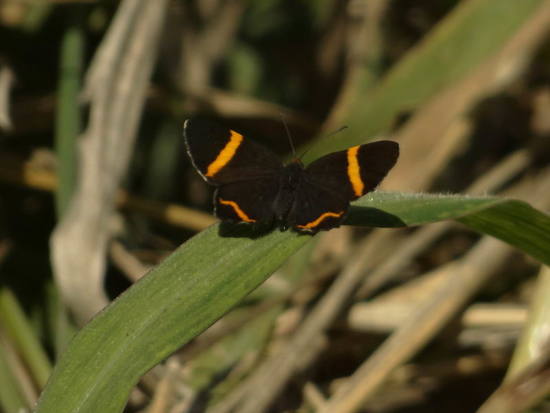 Lyssipoides metalmark