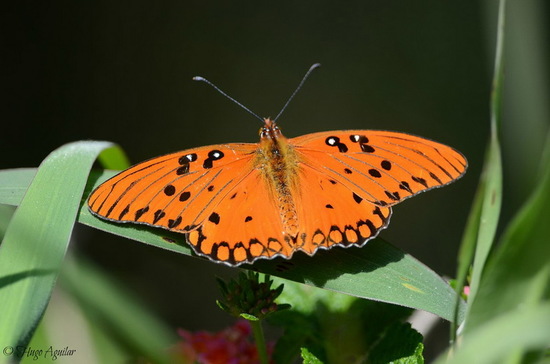 Gulf fritillary