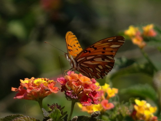 Gulf fritillary