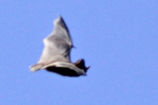 Bonneted bats