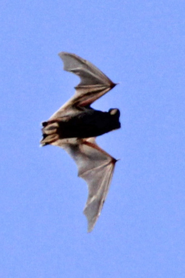 Bonneted bats