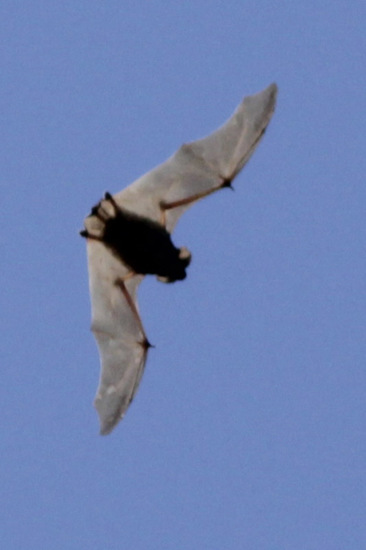 Bonneted bats