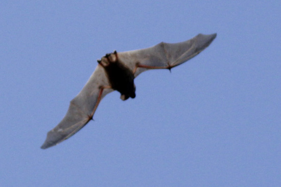 Bonneted bats