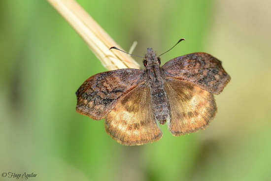 Dichrous skipper