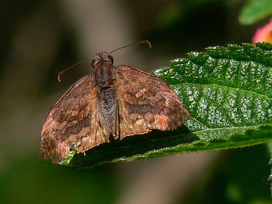 Dichrous skipper