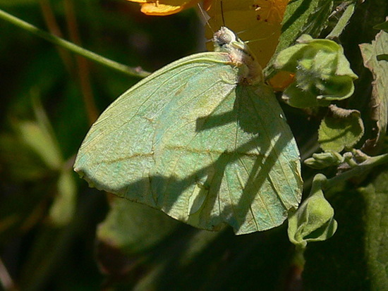 Straight-lined sulphur