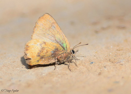 Remus greenstreak