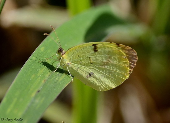 Common yellow