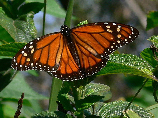 Southern Monarch