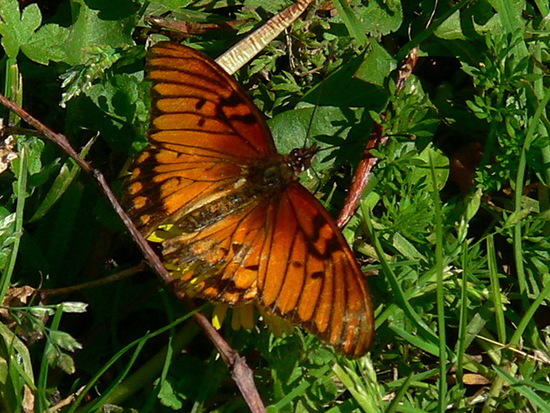Mexican silverspot