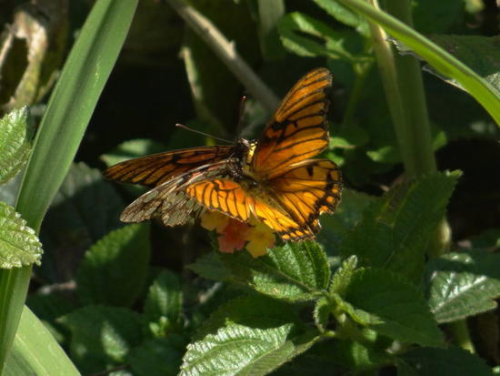 Mexican silverspot