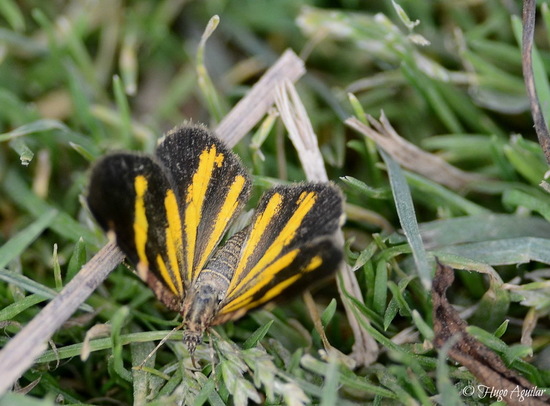 Polilla geómetra