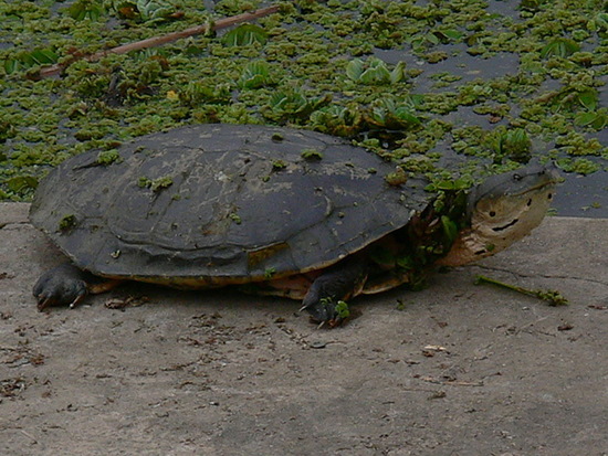 Side-necked turtle