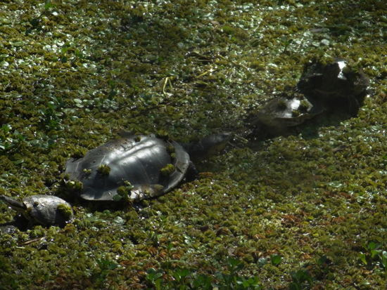 Side-necked turtle
