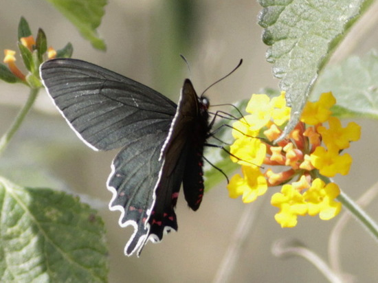 Bunichus Cattleheart