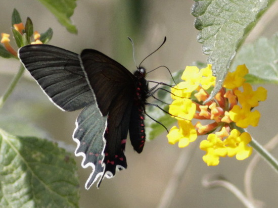 Viuda del monte