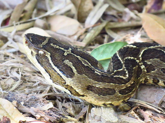 Yarará grande
