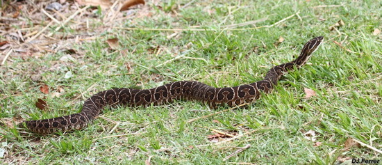Urutu pit viper