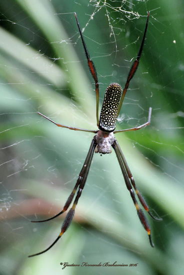 Araña de seda de oro