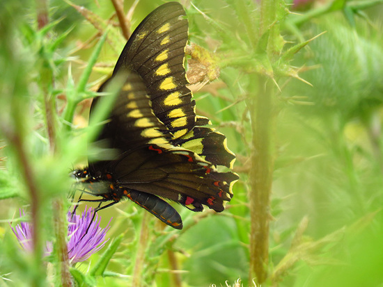 Polydamas swallowtail