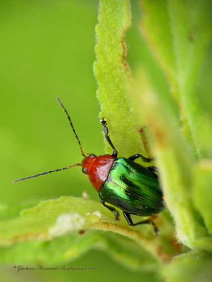 Escarabajo hoja