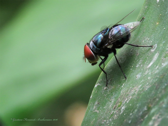 Mosca metalizada