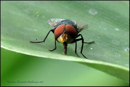 Mosca metalizada