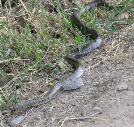 Culebra parda