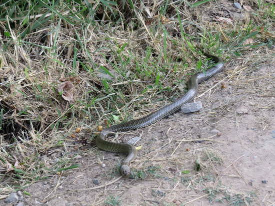 Culebra parda