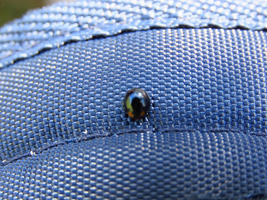 Metallic blue lady beetle