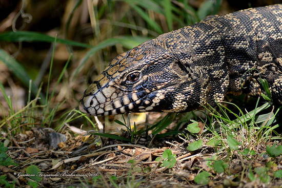 Lagarto overo