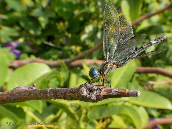 Libélula