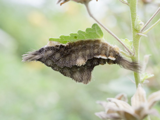 Polilla de franela