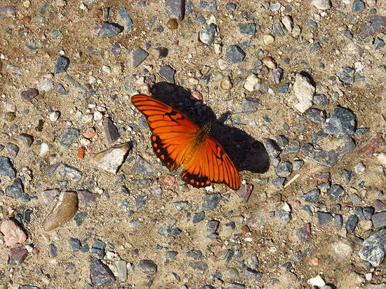 Mexican silverspot