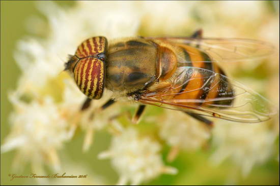 Band-eyed drone fly