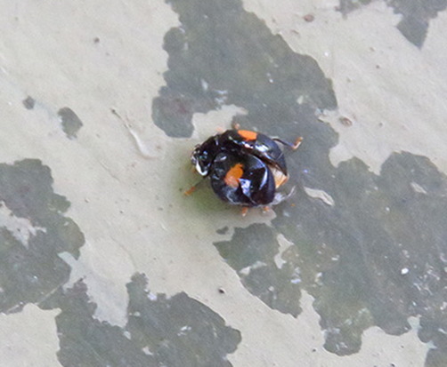 Lady beetle