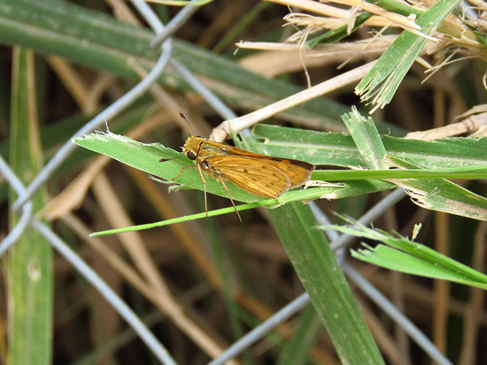 Fiery skipper