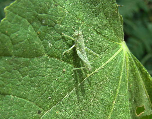 Langosta de líneas blancas
