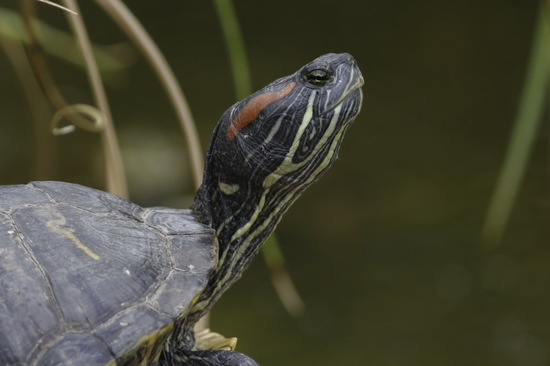 Tortuga de orejas rojas