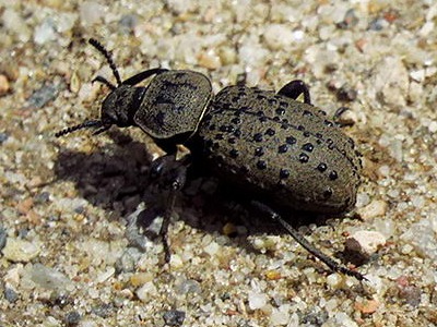 Escarabajo de arena/Scotobius pilularius
